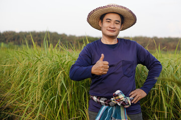 Wall Mural - Handsome Asian man farmer wears hat, blue shirt, put hand on hip, thumbs up, stands at paddy field. Concept, agriculture occupation, farmer grow organic rice.                    