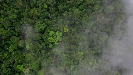 Wall Mural - Top view of a tropical forest covered in fog - Nature background showing a high biodiversity in the rainforest