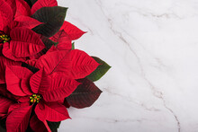 Christmas Red Poinsettia On Marble Background