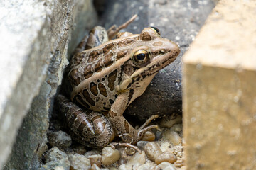 frog on a rock