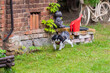Shih tzu dog in the garden
