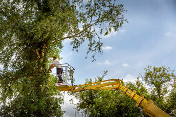 Unidentified arborist man in the air on yellow elevator, basket with controls, cutting off dead cherry tree