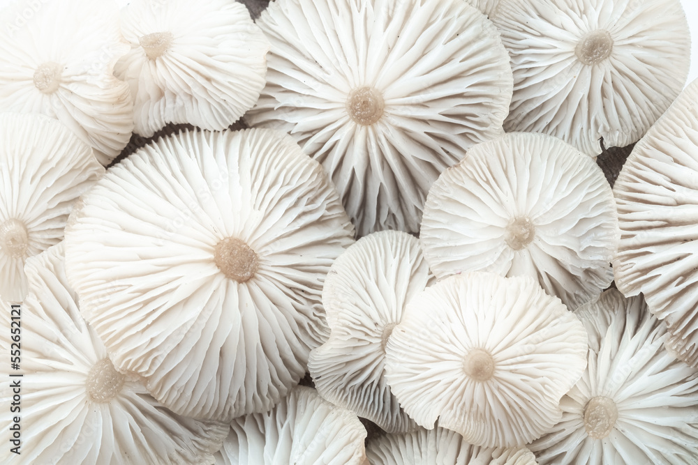 Inverted Cap Pattern Inverted caps of wild mushrooms of white color. Abstract macro ...