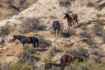 Sticker - Wild Horses in the Wyoming Desert in Autumn