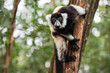 Black-and-white ruffed lemur - Varecia variegata - holding to a tree, looking into camera, blurred green forest background