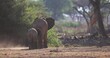 An elephant family walks in the savannah