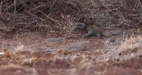 Wall Mural - a leopard is resting in the savannah in kenya