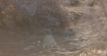 Wall Mural - a leopard carries a baby leopard in its mouth in kenya
