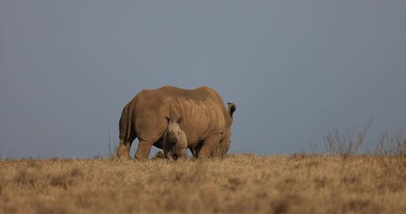 Wall Mural - A white rhinoceros and her calf walking in the savannah in Kenya