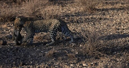 Wall Mural - a leopard carries a baby leopard in its mouth in kenya