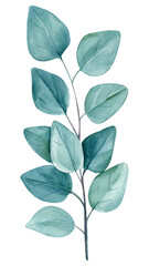 Eucalyptus watercolor painting, hand drawing illustration, Green flora on a white background