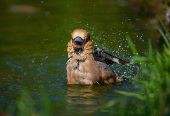 Wall Mural - Hawfinch bird bathing standing in a pond close-up