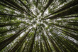 © Designpics - View up to the treetops in a forest near Port Renfrew; British Columbia, Canada