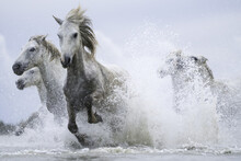 White Horses Of Camargue Running Out Of The Water; Camargue, France
