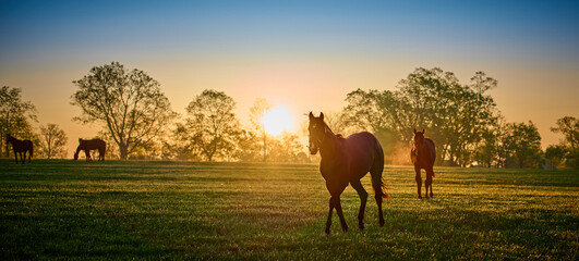 thoroughbred horses walking in a field at sunrise.