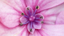 Close Up Of The Stamen And Pistil Of A Pink Flower In A Backyard In Panama City, Florida, USA