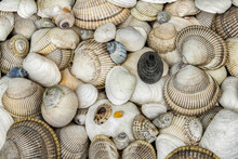 Pile Of Seashells On A Beach, Prince Williiam Sound; Alaska, United States Of America