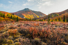 The Autumn Colours Ignite The Landscape In Colour Along The Dempster Highway, Yukon. An Amazing, Beautiful Place Any Time Of Year But It Takes On A Different Feel In Autumn; Yukon, Canada