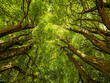 © Designpics - Looking upwards into the canopy in an Ontario forest; Strathroy, Ontario, Canada