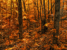 Warm Coloured Foliage On The Trees And Forest Floor In Autumn; Huntsville, Ontario, Canada