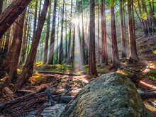 Light Filtering Down Through The Redwoods Along The Big Sur Coastline Of California; California, United States Of America
