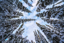 Snowy Evergreen Trees In A Forest Reaching To The Sky; Whitehorse, Yukon, Canada