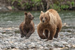 © Designpics - Close-up of a female grizzly bear (Ursus arctos horribilis) and her cub running along the rocky shore of the Nakina River after being startled by another bear; Atlin, British Columbia, Canada