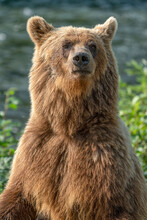 Close-up Portrait Of A Grizzly Bear (Ursus Arctos Horribilis) Standing Up; Atlin, British Columbia, Canada