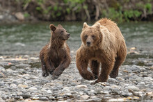 Close-up Of A Female Grizzly Bear (Ursus Arctos Horribilis) And Her Cub Running Along The Rocky Shore Of The Nakina River After Being Startled By Another Bear; Atlin, British Columbia, Canada