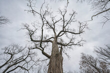 Looking Up At A Chestnut Oak Tree (Quercus Montana) With An Overcast Sky Overhead; London, Ontario, Canada