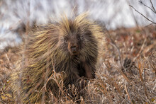 Portrait Of A Porcupine Along The Roadside In The Brush; Haines Junction, Yukon, Canada