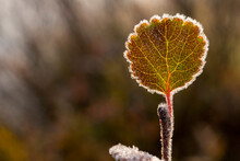 Ice Forms Along The Delicate Edges Of A Leaf On A Cool, Autumn Morning In The Yukon; Whitehorse, Yukon, Canada