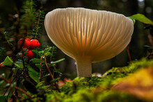 Beautiful Glowing White Mushroom On The Forest Floor With Other Vegetation; Yukon, Canada