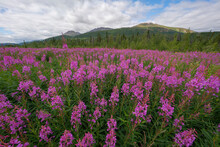 Field Of Fireweed (Chamaenerion Angustifolium), The Official Flower Of Yukon; Whitehorse, Yukon, Canada