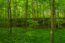 Trees And Undergrowth In A Lush Woodland, The Beautiful Summer Foliage In The Forests Of Ontario Become A Vibrant Green As The Temperature Rises; Ontario, Canada