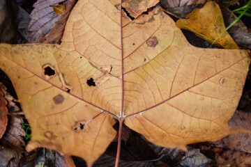 Wall Mural - Autumn leaf closeup with texture and veins