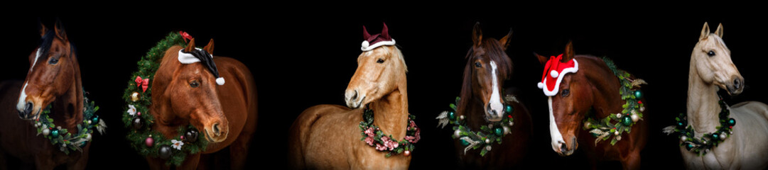 Christmas horses: Different horse breeds wearing festive christmas decorations and a wreath in front of black background. Wide screen