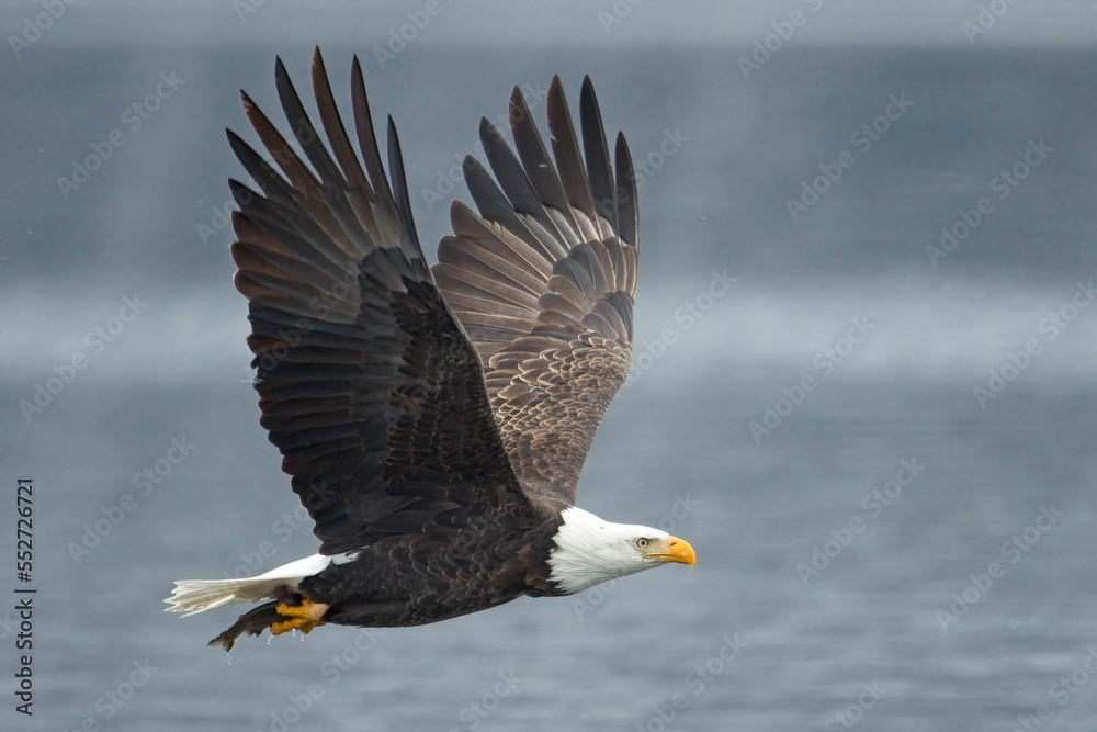 Eagle flying with fish in its talons.