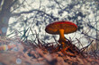 Fliegenpilz - Red Fly Agaric Mushroom in Forests - Amanita Muscaria - Toadstool - Close-Up - Winter -Stimmung - Waldpilz - Glückspilz - Fliegenpilz - Colorkey - Background - High Quality Phot