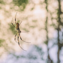 Side View Of Golden Orb Weaver Spider Hanging In A Web