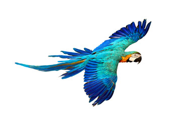 Colorful flying parrot isolated on transparent background png file