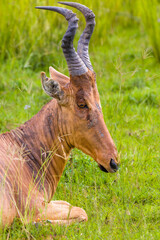 Canvas Print - Jackson's Hartebeest