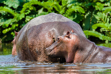 Wall Mural - hippopotamus in water