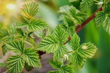 Young New Green Raspberry Leaves Plants On A Branch In Spring In The Garden In The Park.
