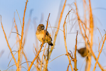 Canvas Print - bird on a branch