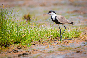 Canvas Print - Spurwinged Lapwing