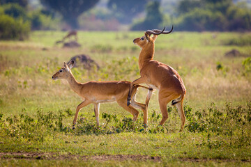 Canvas Print - Uganda Kob