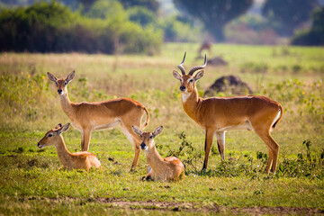 Poster - Uganda Kob