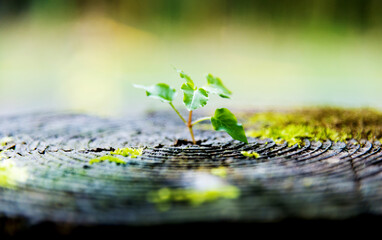 Wall Mural - Young plant growing on dead stump