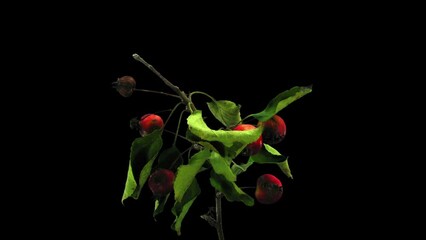 Wall Mural - Time lapse of drying Apple Paradise (Malus Pumila P. Mill) tree branch leaves in RGB + ALPHA matte format isolated on black background
